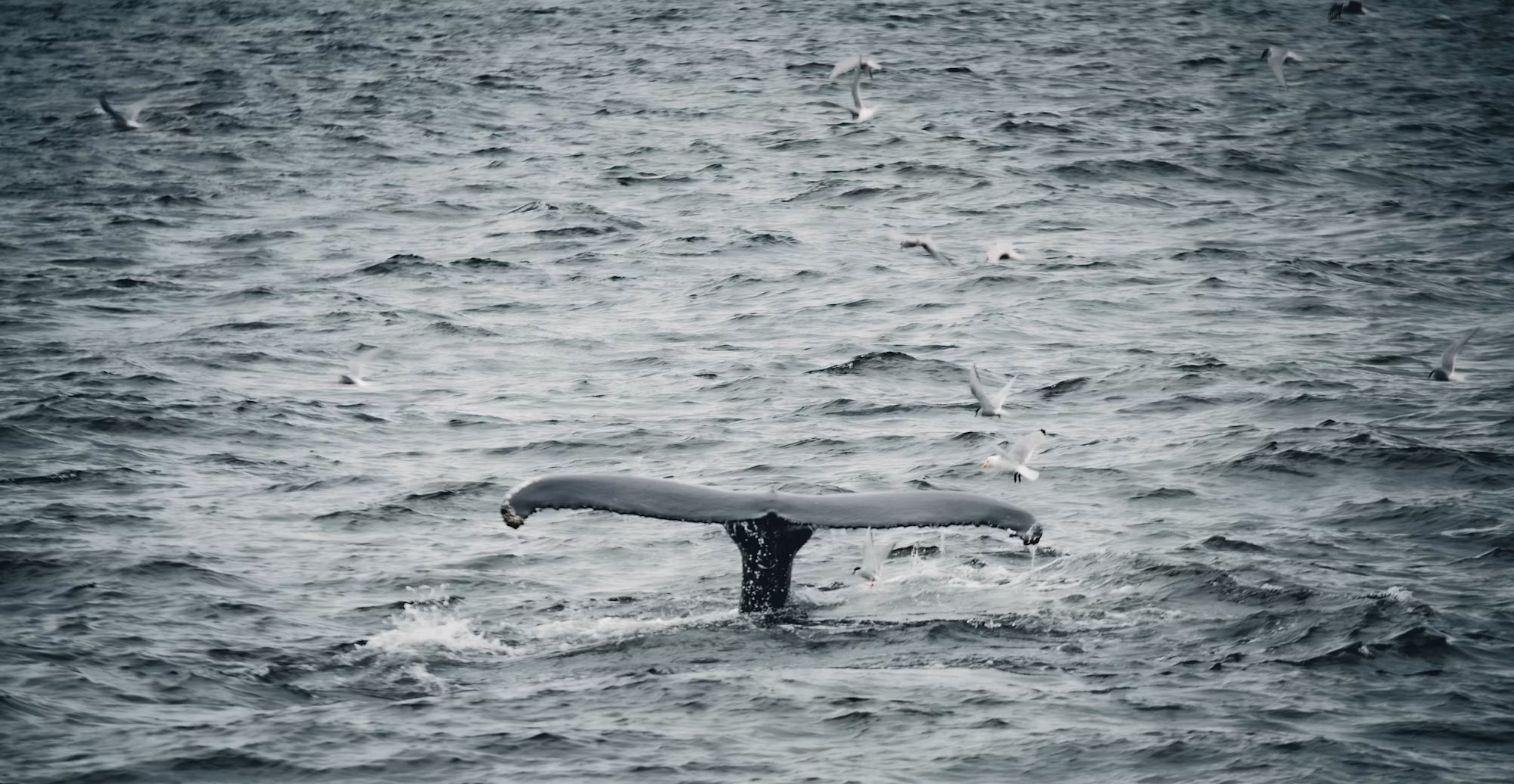 Embracing the Depths: A Comprehensive Guide to Diving Adventures